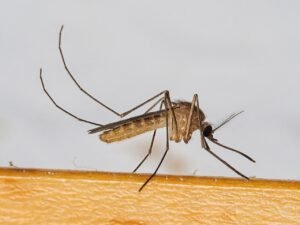 Mosquito común (Culex pipiens): por qué pican solo las hembras