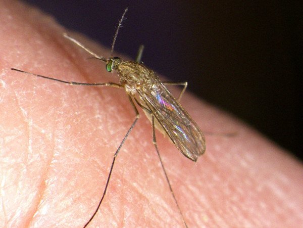Mosquito común (Culex pipiens) picando
