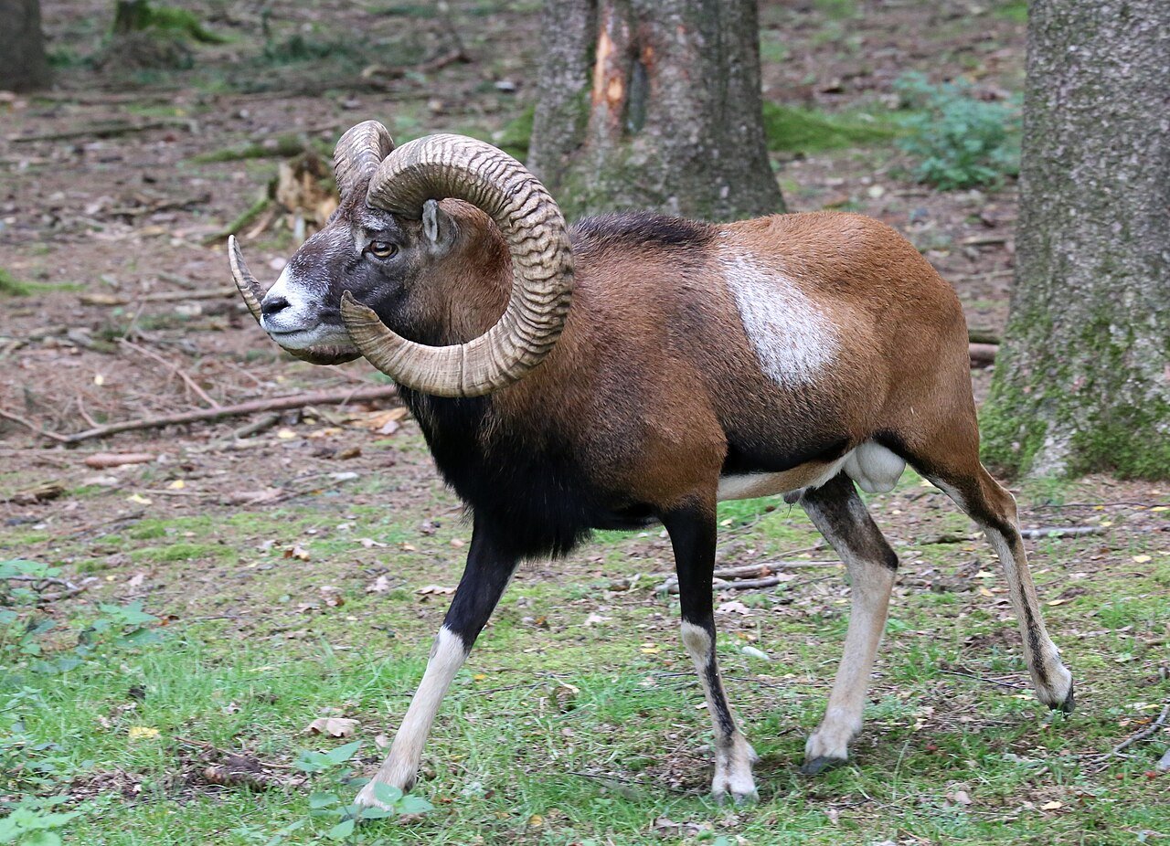Muflón (Ovis orientalis musimon)