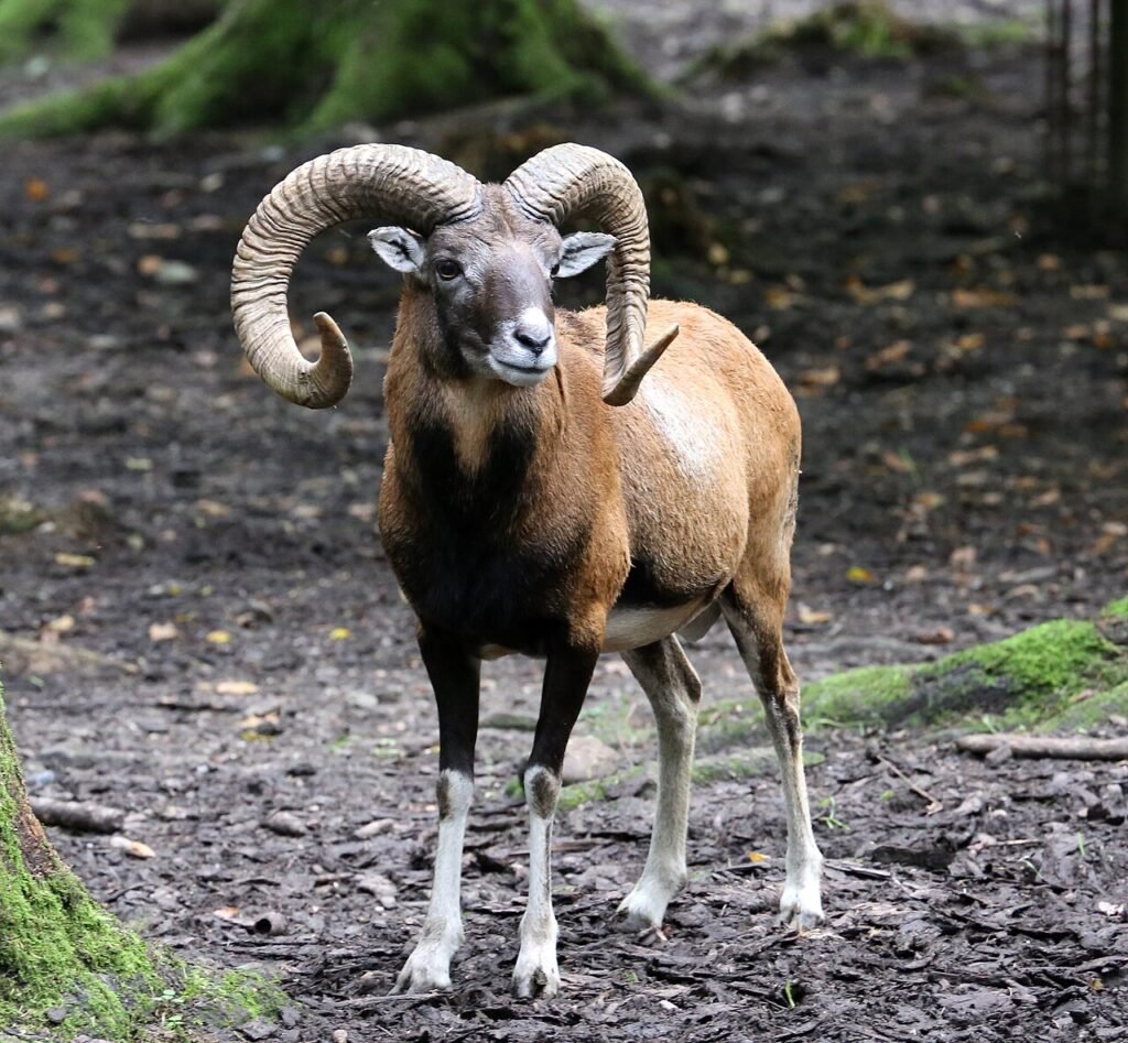 Muflón (Ovis orientalis musimon)