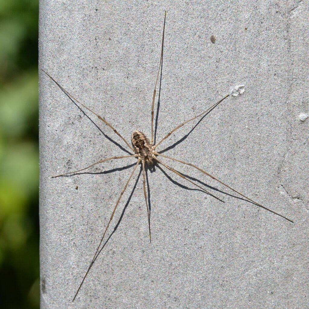 Opilión o segador (Phalangium opilio)