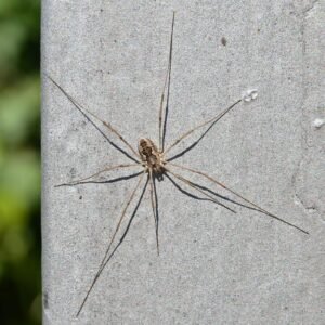 Opilión o segador (Phalangium opilio): ¿es venenoso de verdad?