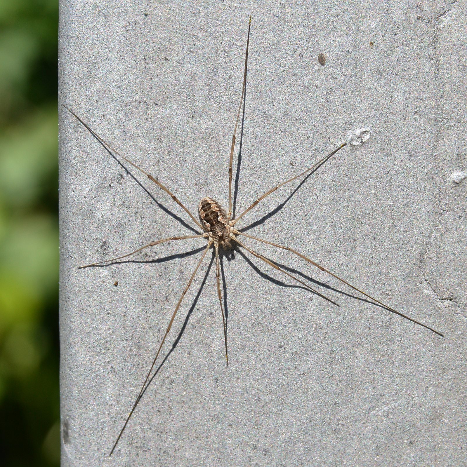 Opilión o segador, Phalangium opilio, vista superior con patas extendidas