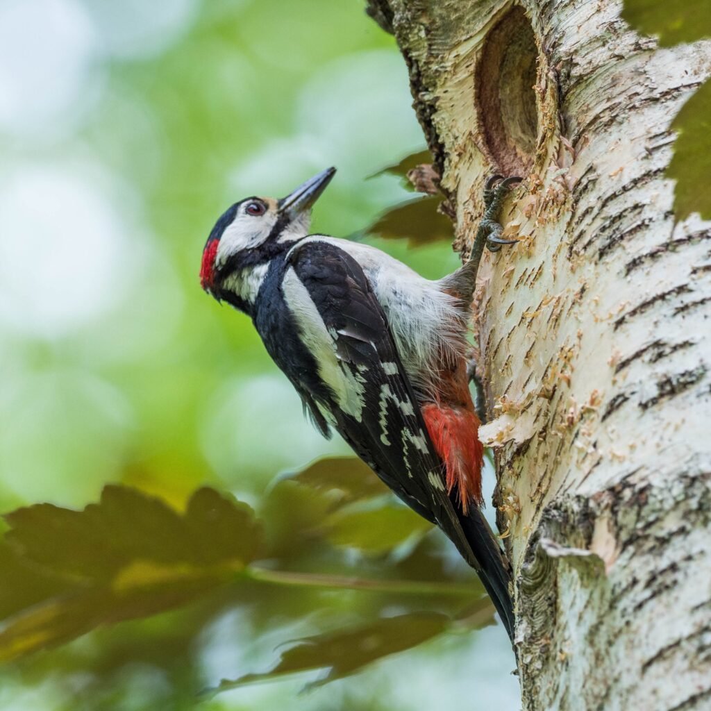 Pájaro carpintero (Dendrocopos major)