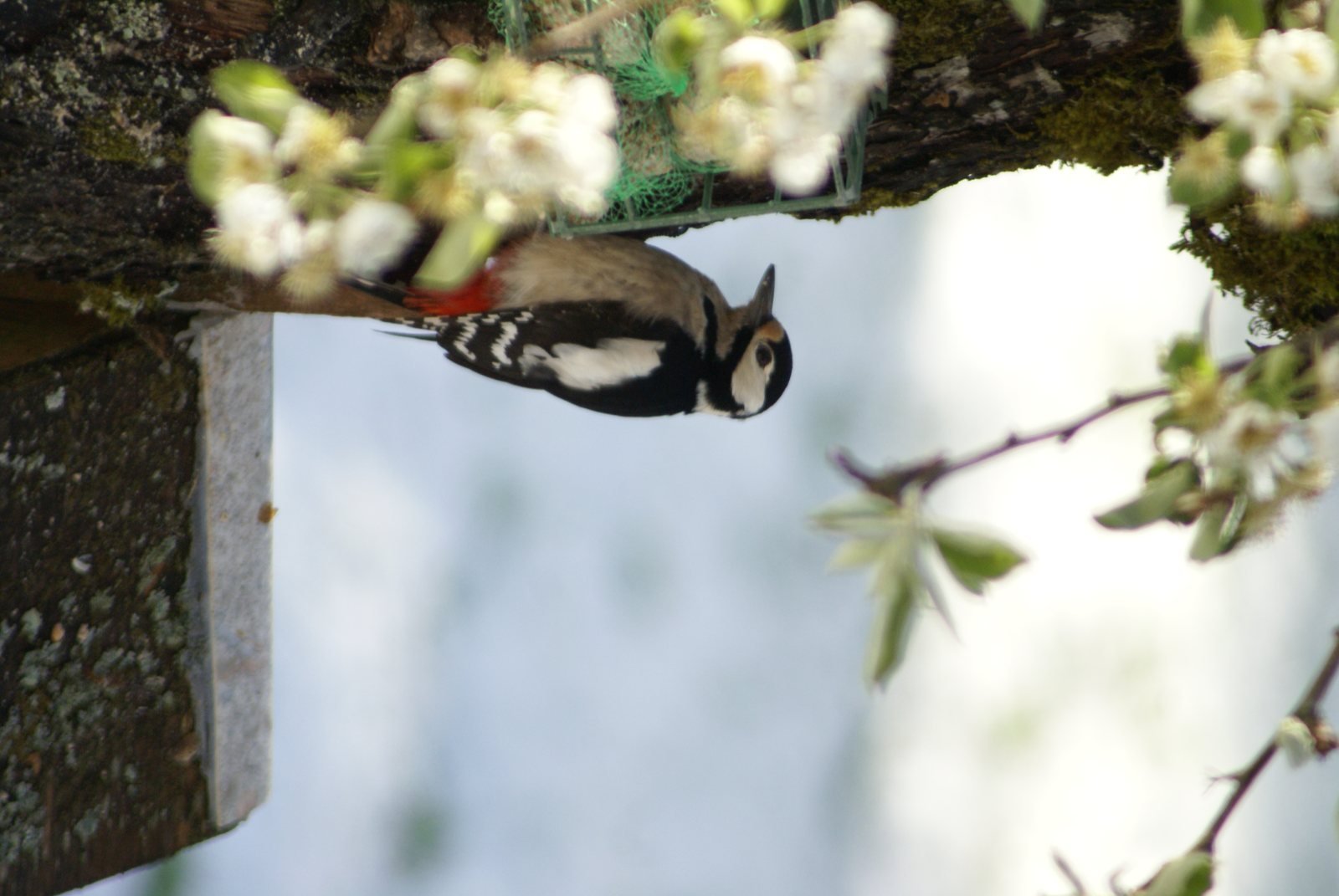 Pico picapinos posado en tronco de peral en flor