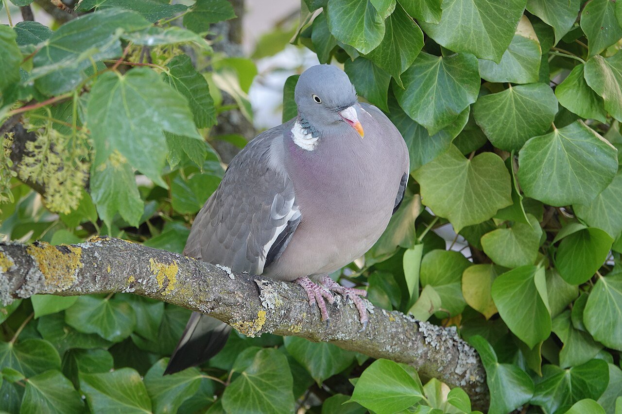 Paloma torcaz (Columba palumbus)