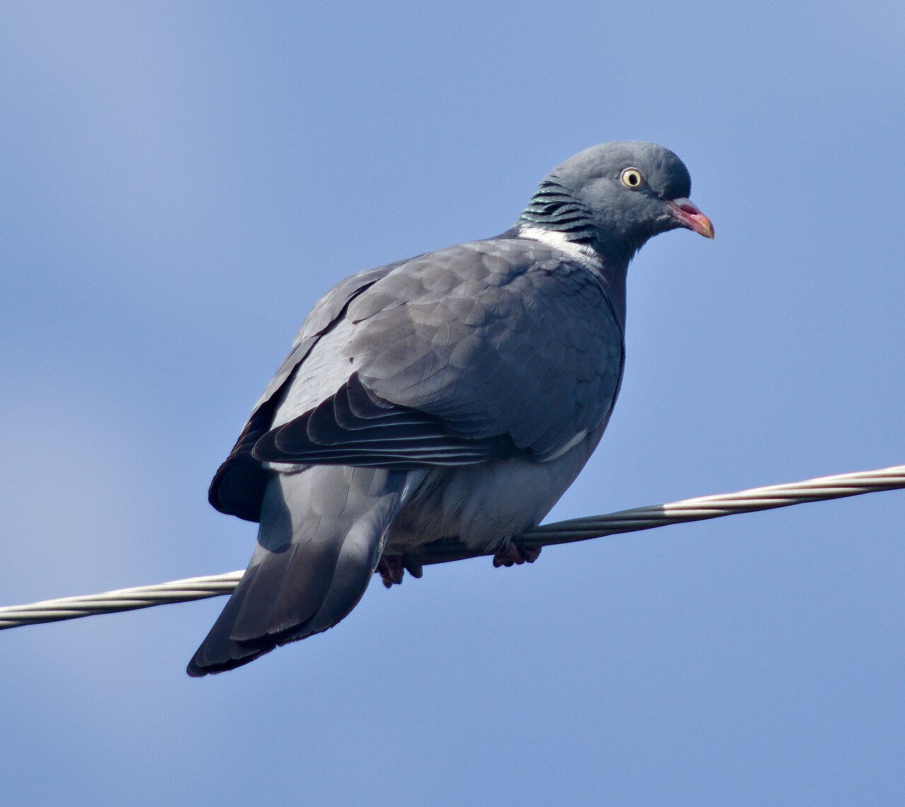 Paloma torcaz (Columba palumbus)