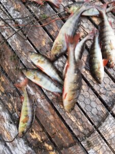 Perca (Perca fluviatilis): el depredador rayado de aletas espinosas