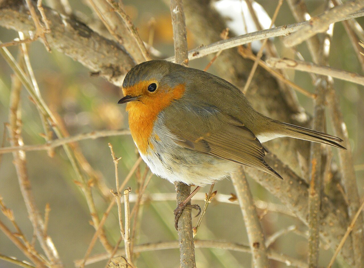 Petirrojo (Erithacus rubecula)