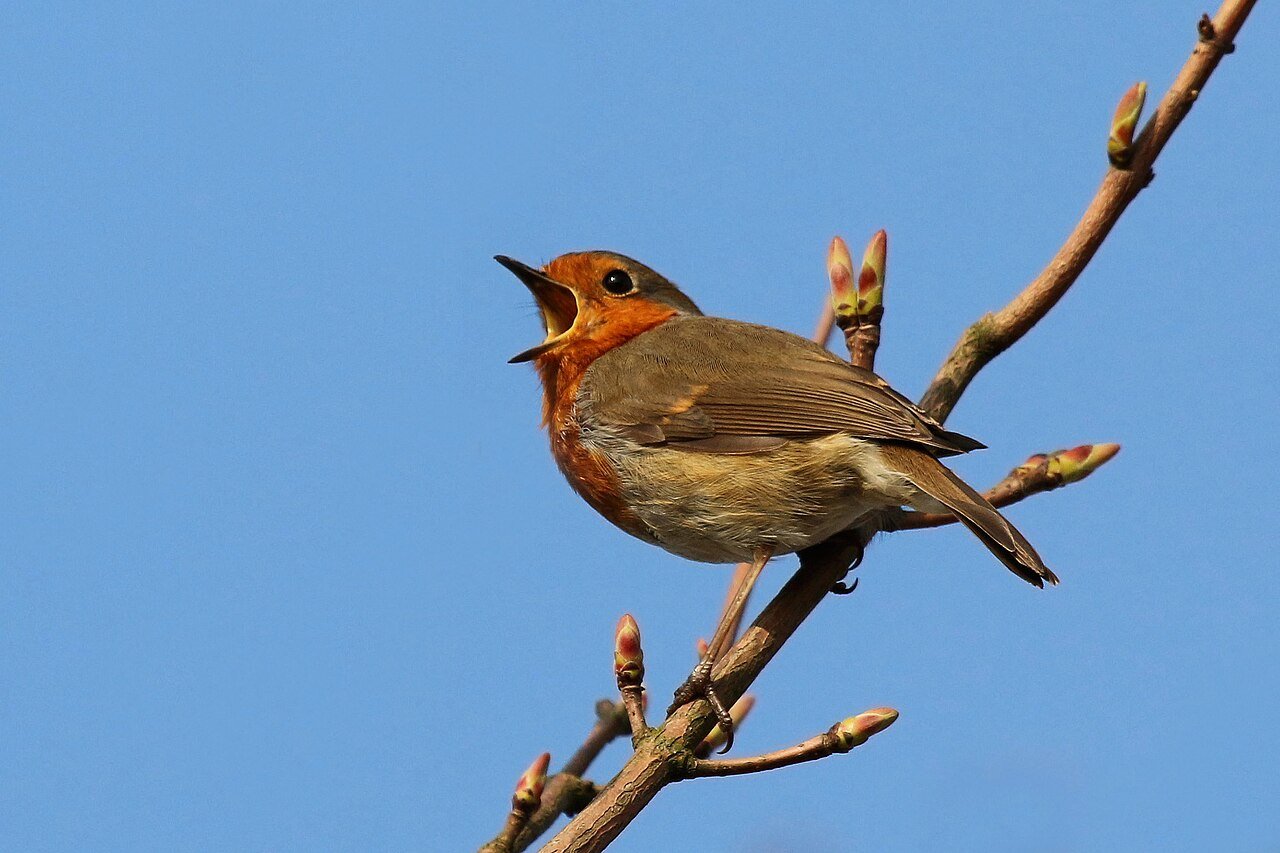Petirrojo (Erithacus rubecula)
