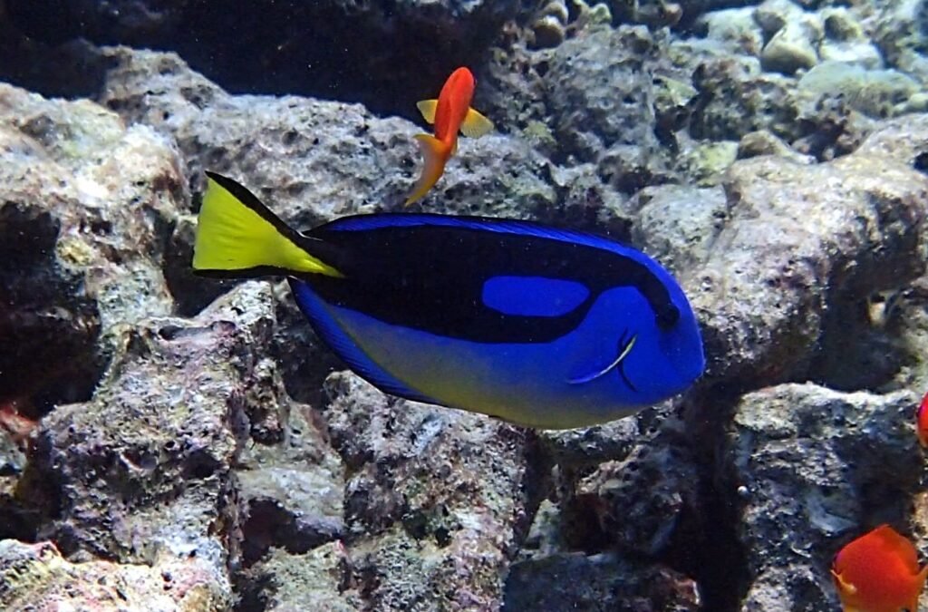 Pez cirujano azul (Paracanthurus hepatus)