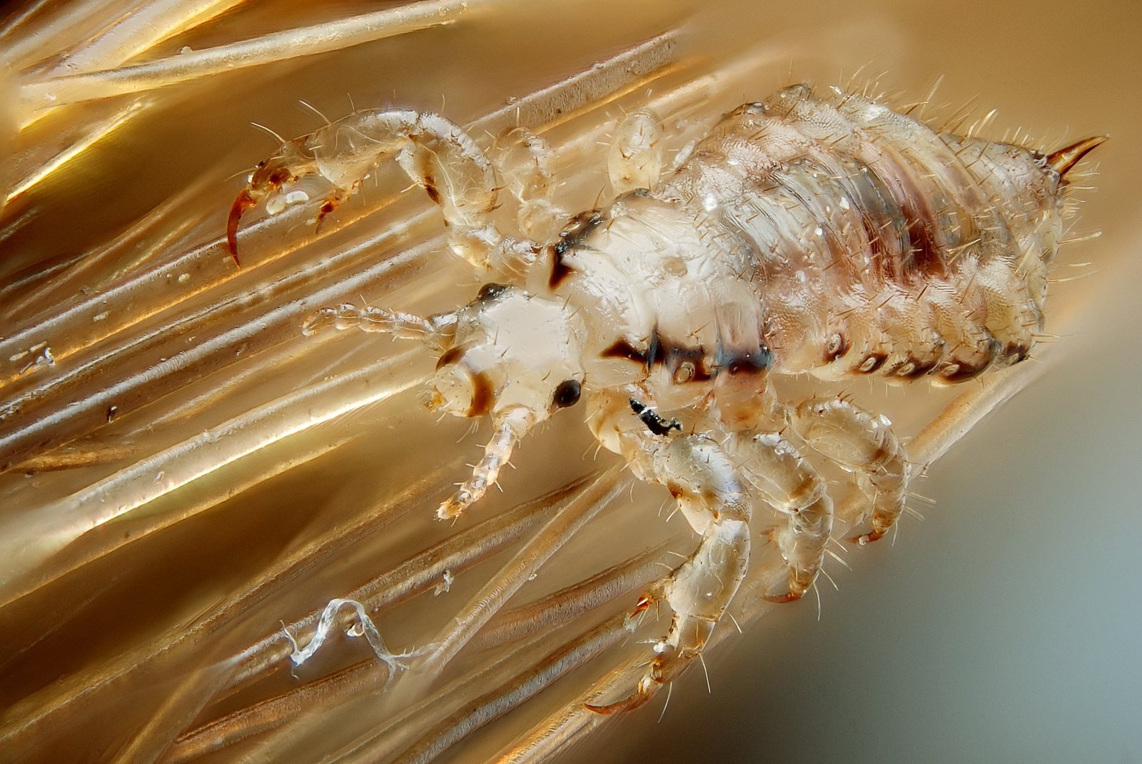 Piojo humano, Pediculus humanus, aferrado a cabellos con sus garras