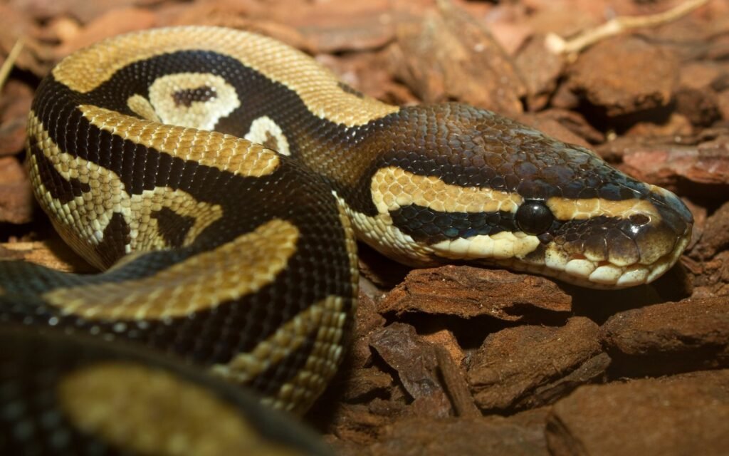 Pitón bola (Python regius)