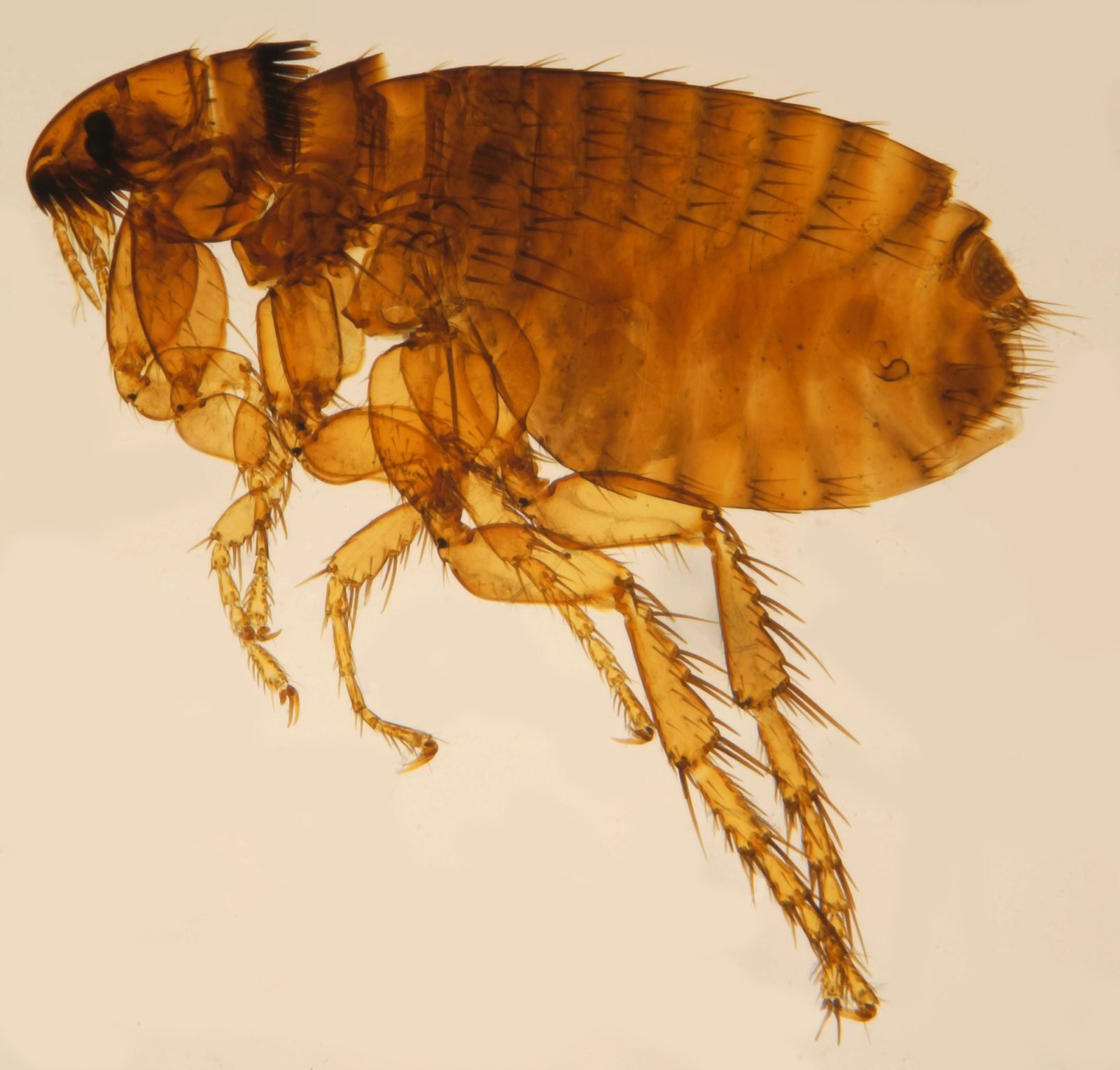 Pulga, Ctenocephalides felis, vista lateral con patas traseras adaptadas al salto