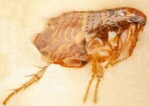 Pulga (Ctenocephalides felis): el insecto que salta como ninguno