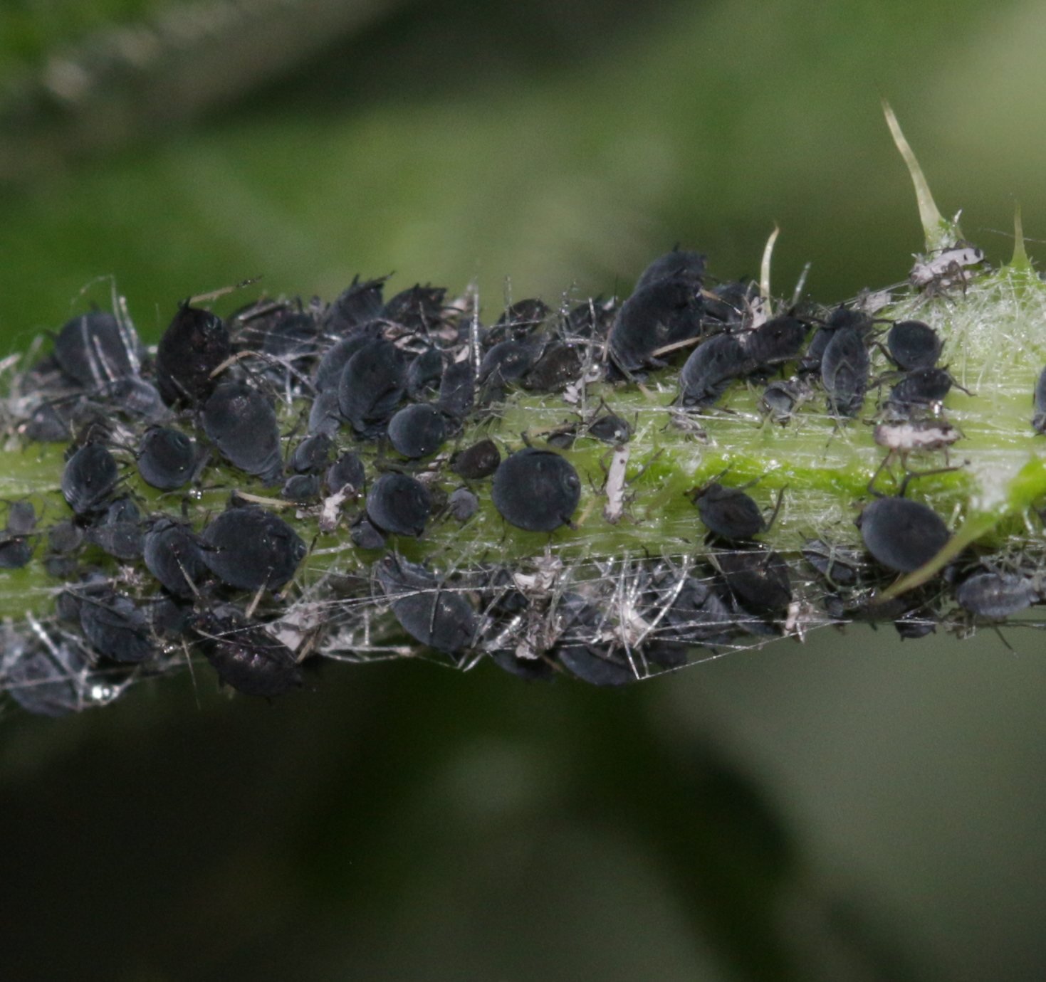 Colonia de pulgones negros Aphis fabae sobre un tallo