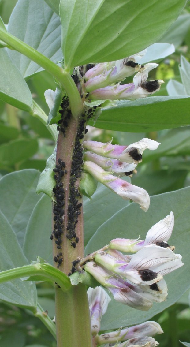 Pulgones negros Aphis fabae sobre tallo de haba con flores