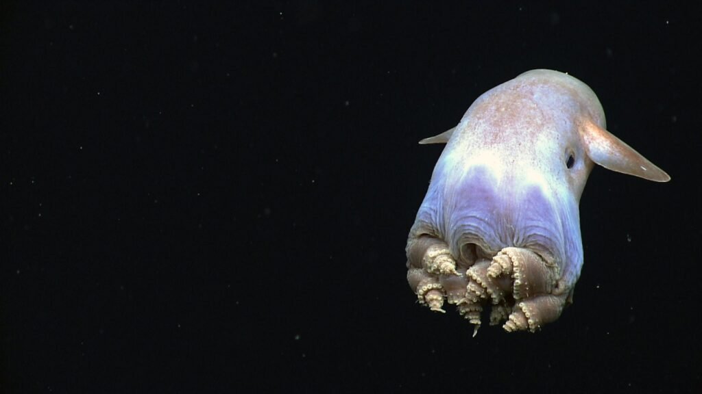 Pulpo dumbo (Grimpoteuthis)