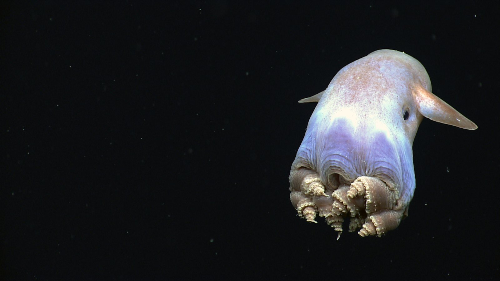 Pulpo dumbo, Grimpoteuthis, nadando en aguas abisales con sus aletas visibles