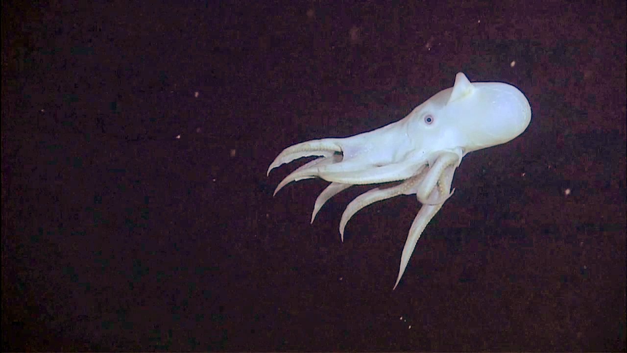 Ejemplar de Grimpoteuthis bathynectes nadando en el fondo abisal