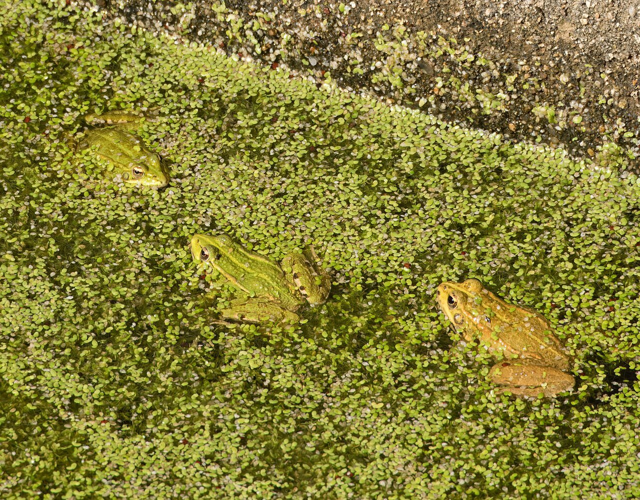 Rana común (Pelophylax perezi)