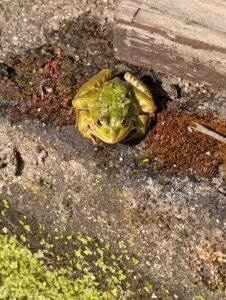 Rana común (Pelophylax perezi)