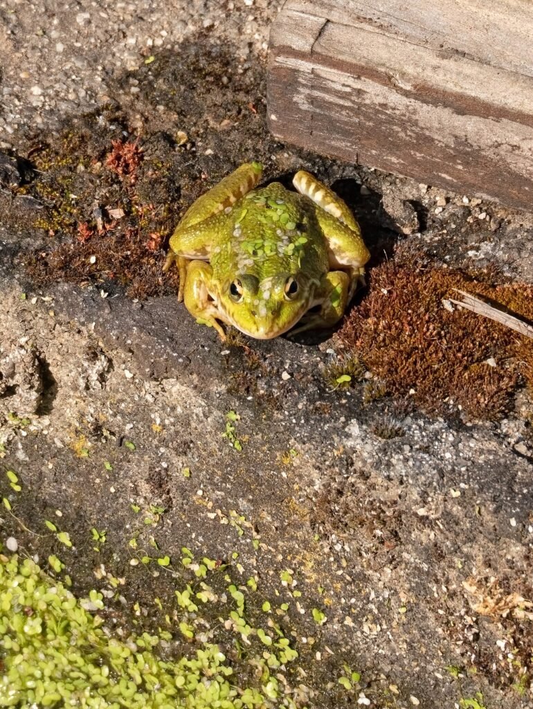 Rana común (Pelophylax perezi)