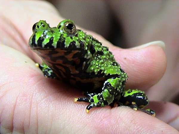 Rana de vientre de fuego (Bombina orientalis)