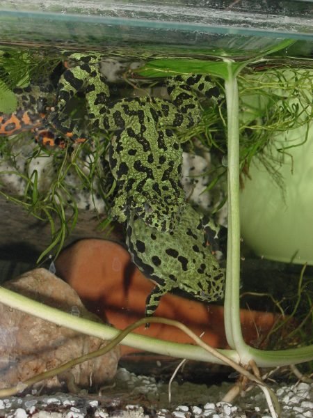 Pareja de ranas de vientre de fuego en amplexus en acuaterrario