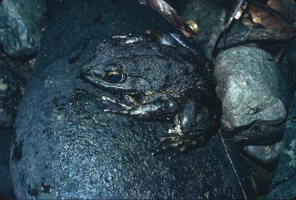 Rana Goliat (Conraua goliath)