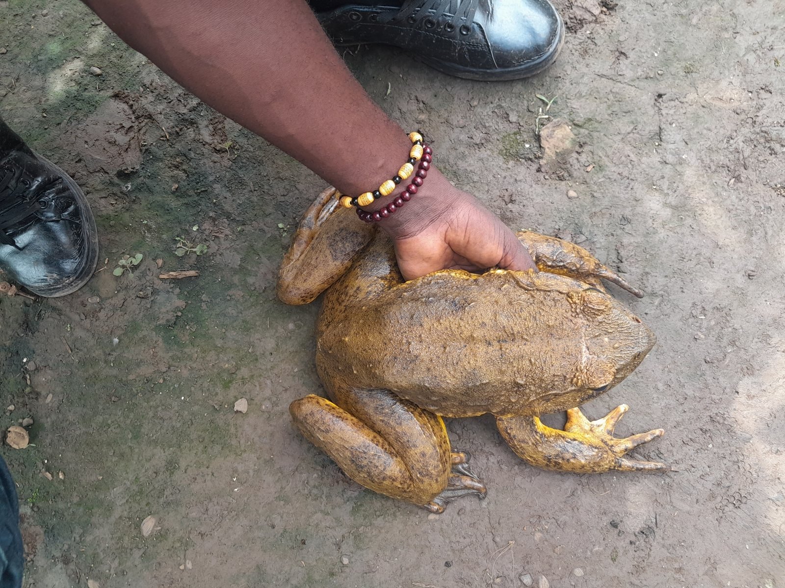 Rana Goliat, Conraua goliath, ejemplar vivo sostenido en el suelo durante un estudio de campo en Camerún