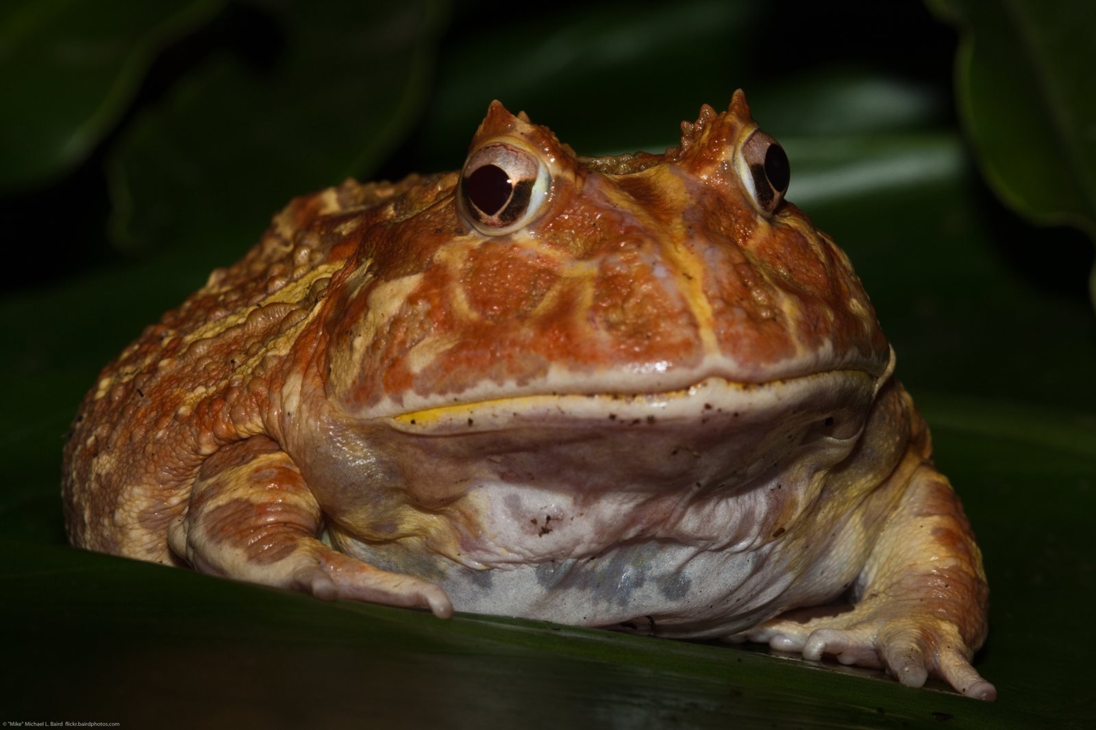 Rana Pacman de frente mostrando su boca enorme y cuernos oculares
