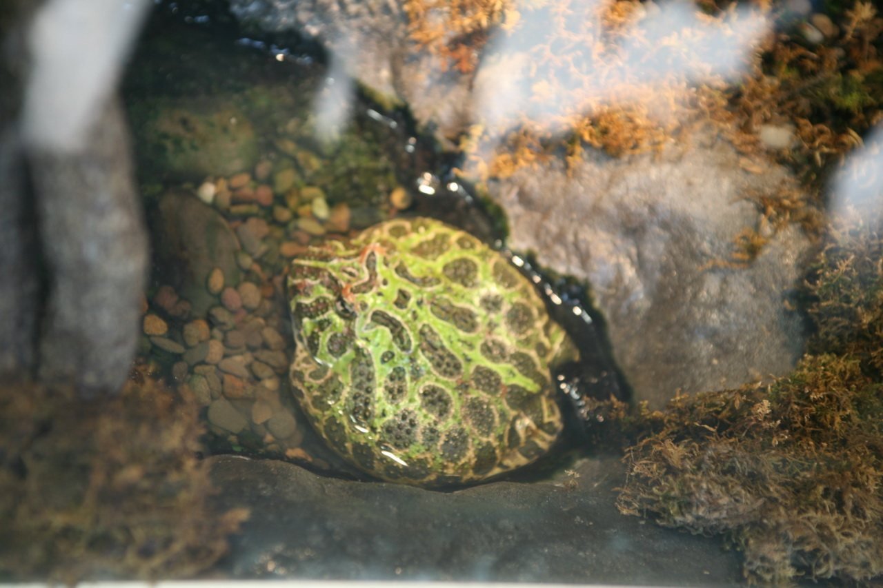 Rana Pacman semisumergida mostrando su patrón moteado verde