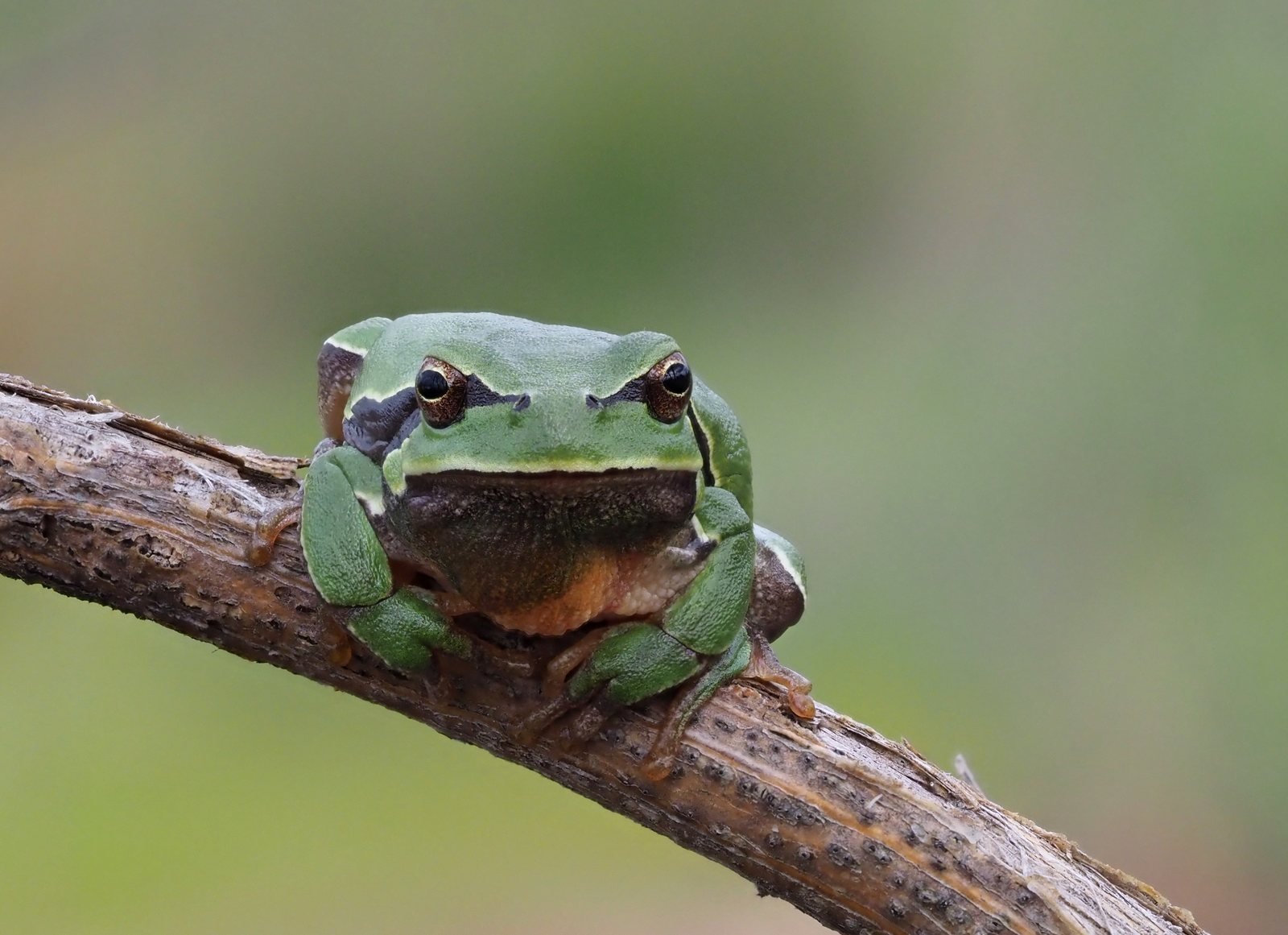 Ranita de San Antonio, Hyla molleri, trepadora verde con ventosas en los dedos