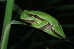 Rana de San Antonio (Hyla molleri)
