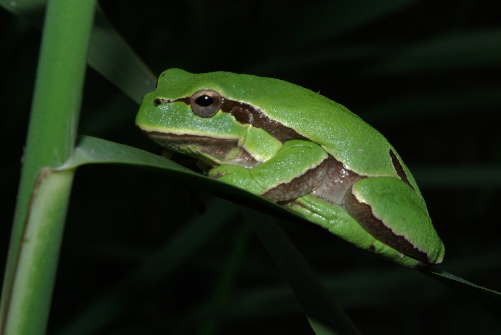 Ranita de San Antonio, Hyla molleri, verde con banda lateral oscura posada en un junco