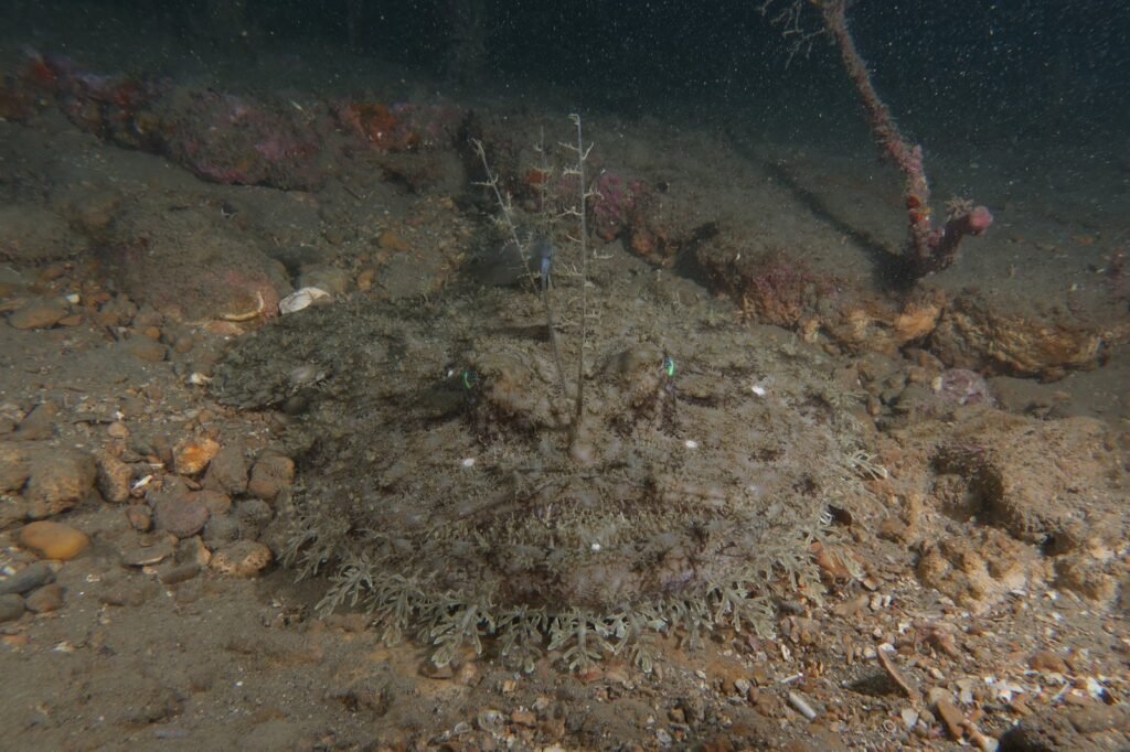 Rape (Lophius piscatorius)