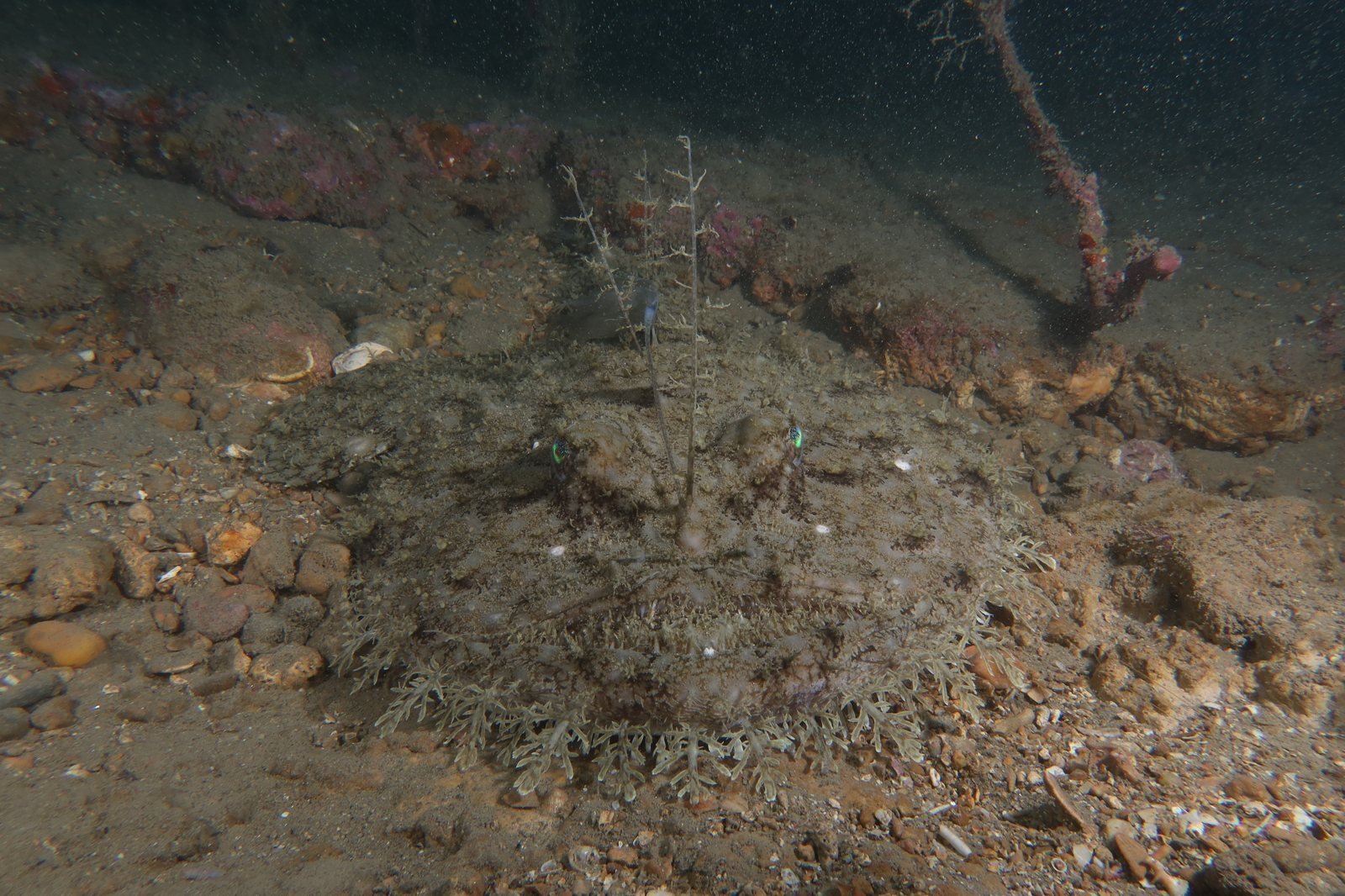 Rape camuflado en el fondo marino con su illicium o caña de pescar visible