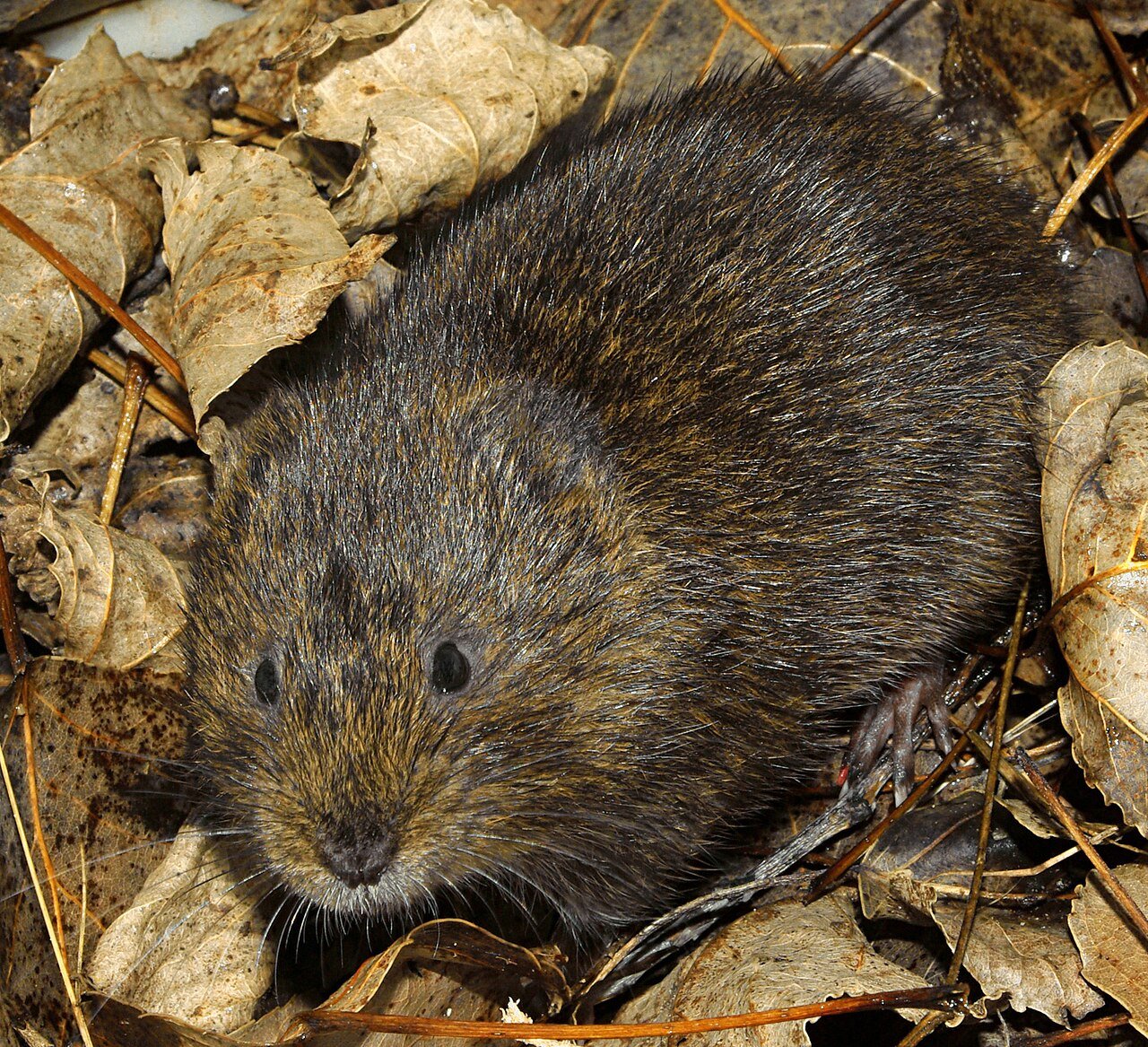 Rata de agua (Arvicola sapidus)
