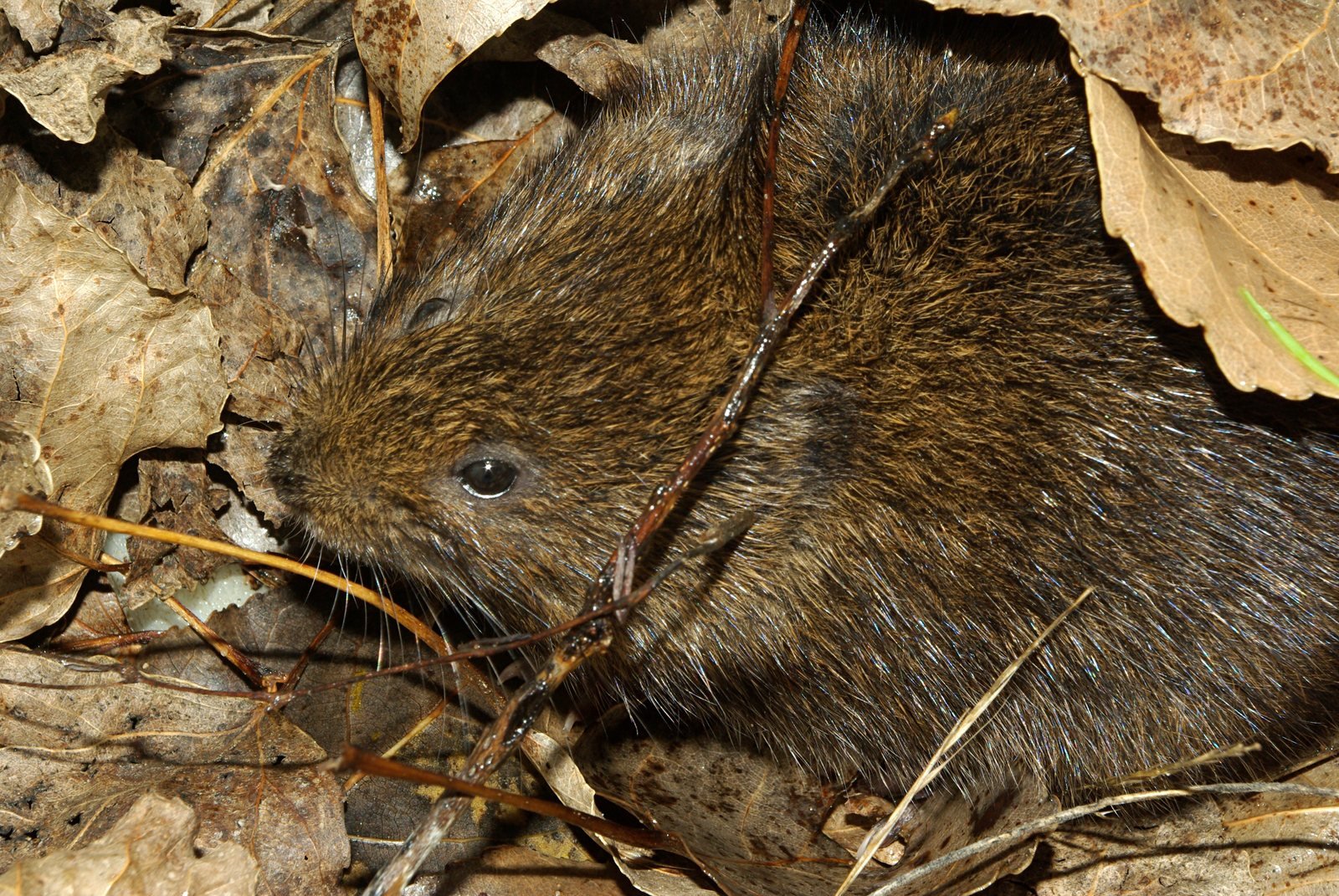 Rata de agua, Arvicola sapidus, ejemplar vivo con ojo visible entre hojas secas