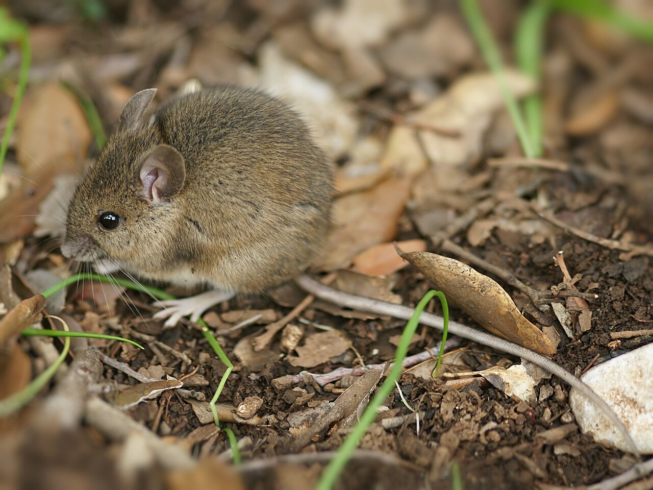 Ratón de campo (Apodemus sylvaticus)