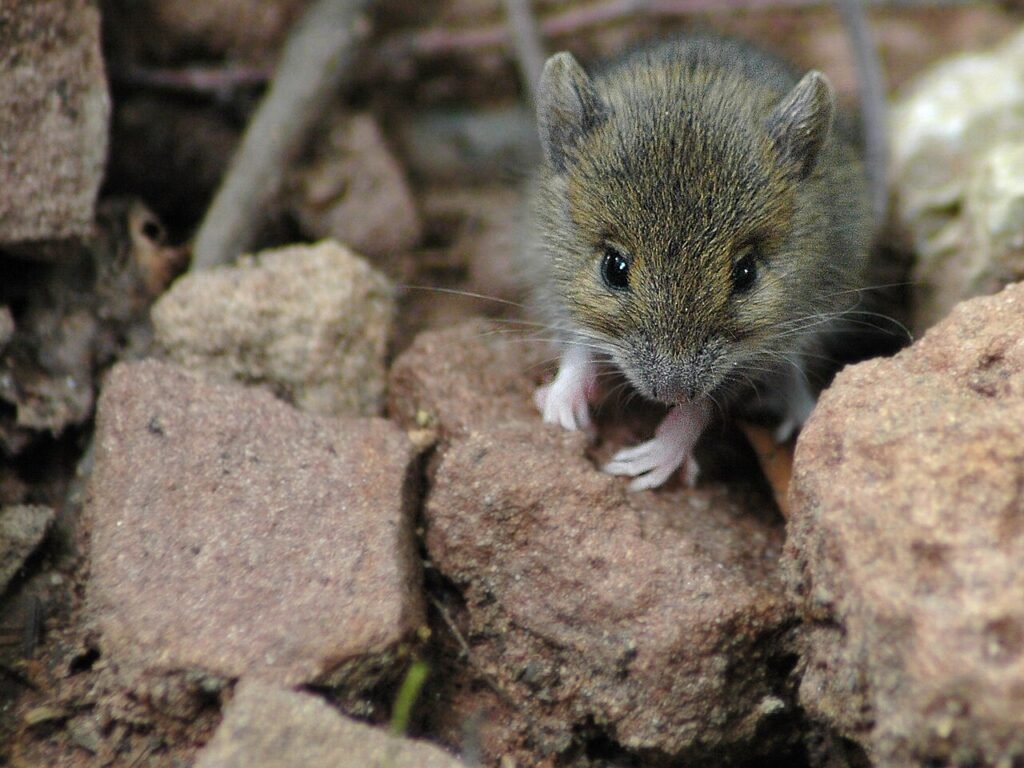 Ratón de campo (Apodemus sylvaticus)