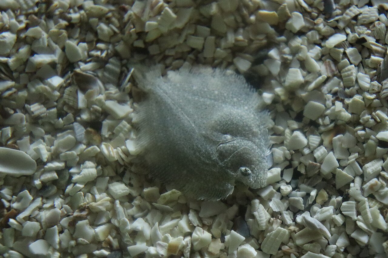 Rodaballo (Scophthalmus maximus)