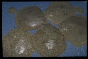 Rodaballo (Scophthalmus maximus): el pez plano de fondos arenosos