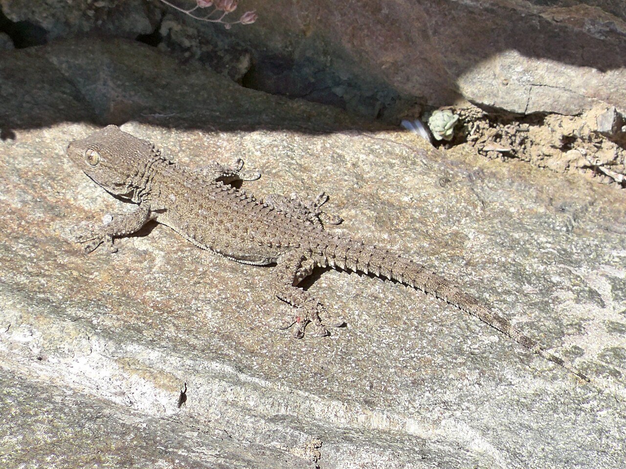 Salamanquesa (Tarentola mauritanica)