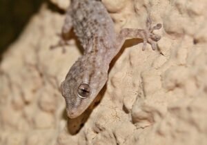 Salamanquesa: el geco de las paredes que no es una salamandra