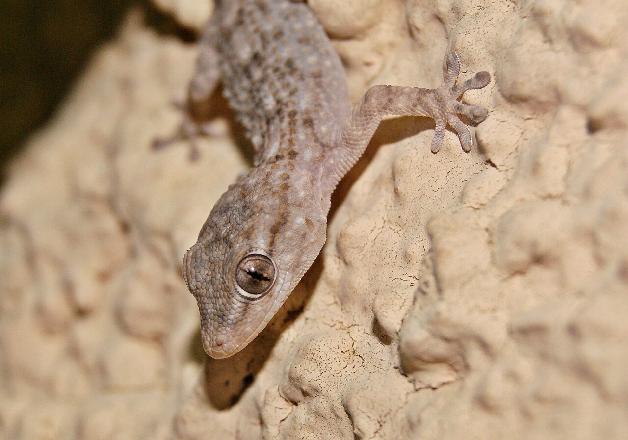 Salamanquesa (Tarentola mauritanica)