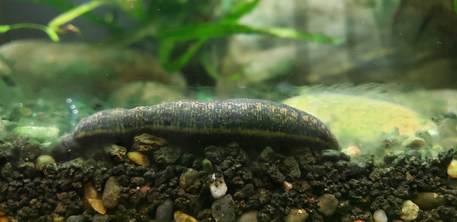 Sanguijuela medicinal, Hirudo medicinalis, reptando sobre grava en un acuario