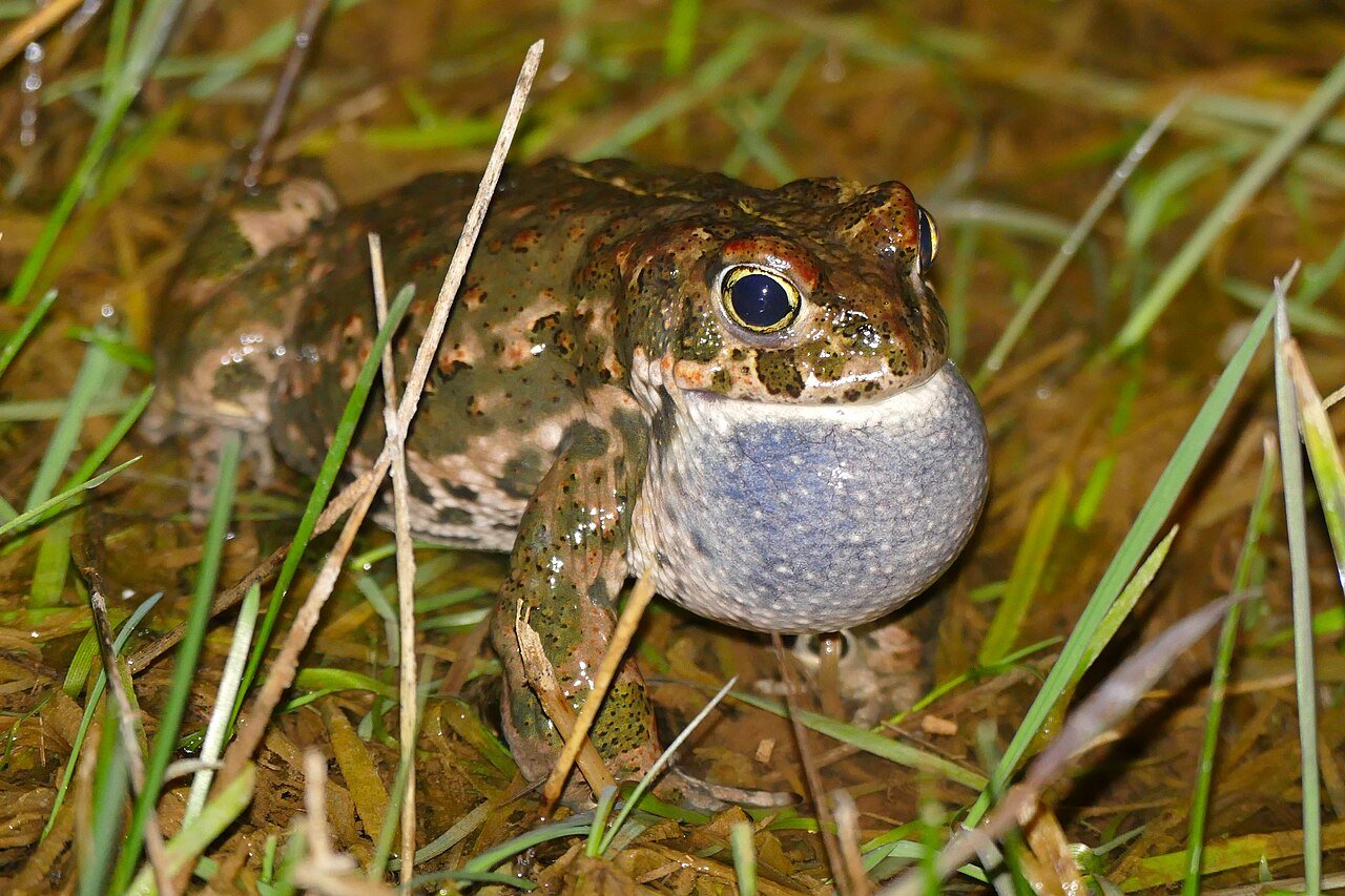 Sapo corredor (Epidalea calamita)