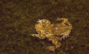 Sapo corredor (Epidalea calamita): el sapo que corre en vez de saltar